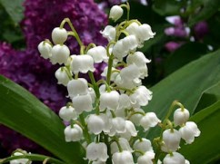 MUGUET-1ER-MAI-3